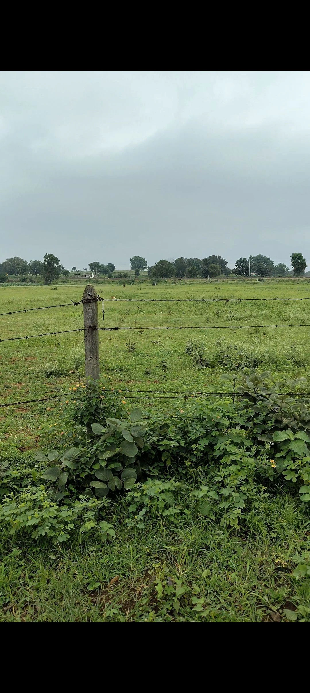 Tamia, Chhindwara, Madhya Pradesh 480559, India