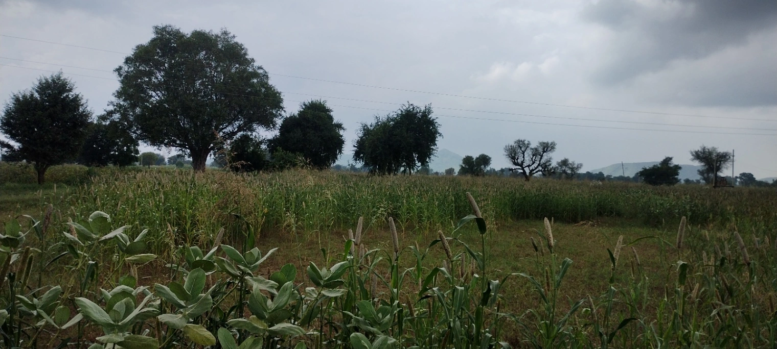 Bedha, Rajasthan 301021, India