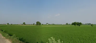 Kalwa, Punjab 147021, India preview 3