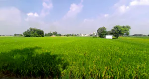 Dada Patti, Uttarakhand 247662, India preview 3