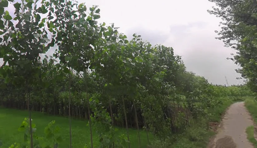Rampur Maniharan Dehat, Uttar Pradesh 247451, India