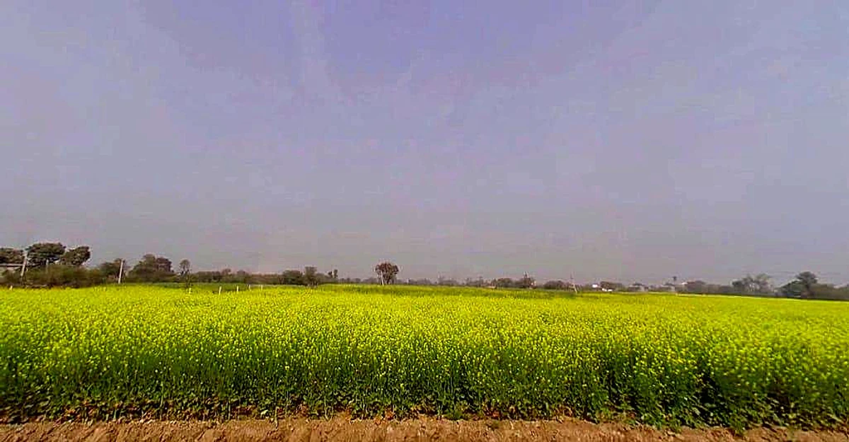 Hadarhera, Rajasthan 301021, India