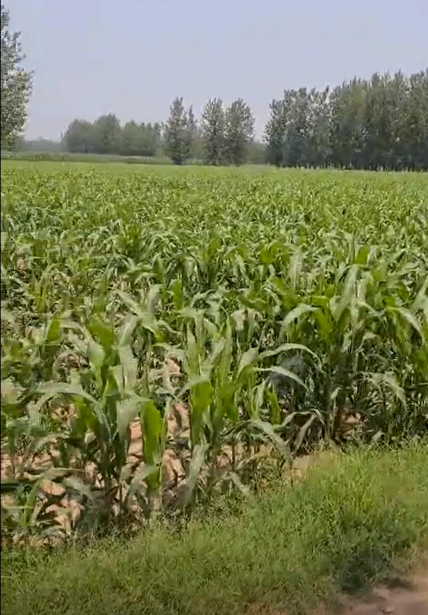 Muradnagar, Ghaziabad, Uttar Pradesh 201206, India