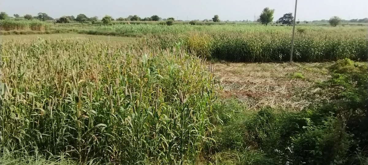 Nagla Chahar, Rajasthan 321203, India