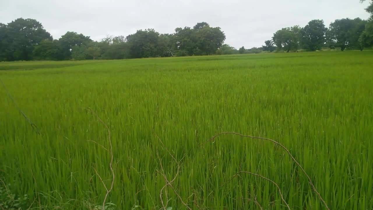 3PCP+9H Kotiya, Fatehpur, Uttar Pradesh, India