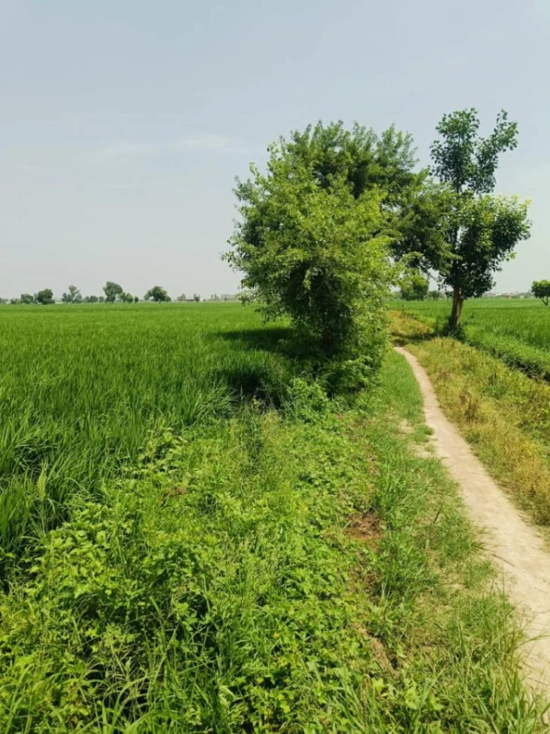 Thok Sumera, Aligarh, Uttar Pradesh 281206, India