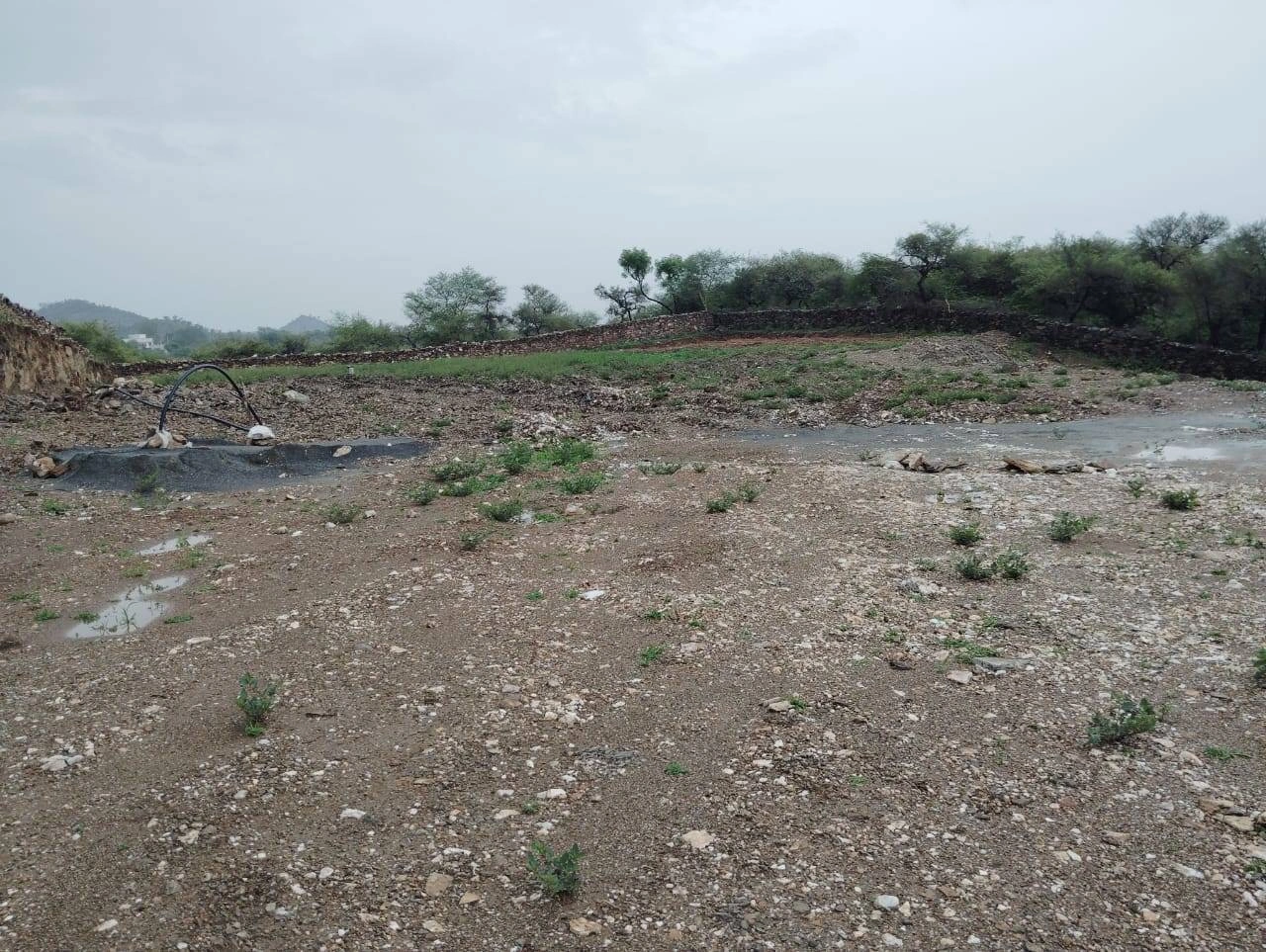 203, Junaguda, Delwara, Peepalwas, Rajasthan 313202, India