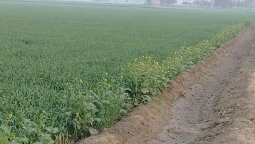 Pakho, Punjab, India preview 3