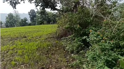 Ghatpipariya, Madhya Pradesh 480882, India preview 2