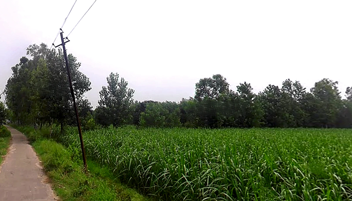 Salampur Gadda, Uttar Pradesh 247001, India