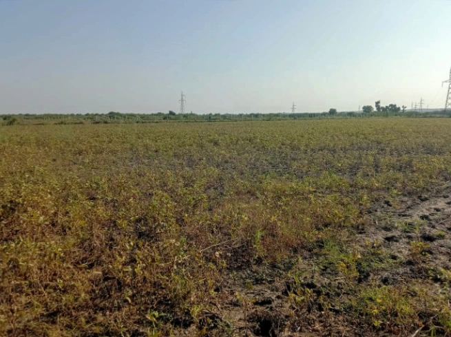 QH2P+CFM, Junglee Mohal, West Bengal 735234, India preview 2