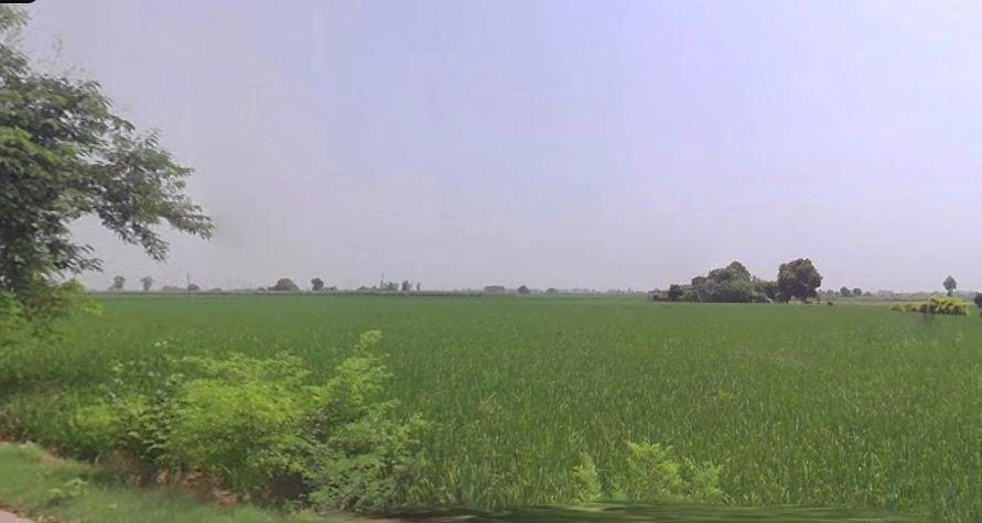 Ajrana Kalan, Haryana 136130, India