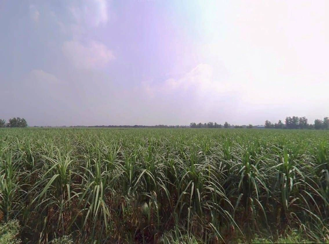 5Q3J+WXF, Mahalka, Uttar Pradesh 250222, India