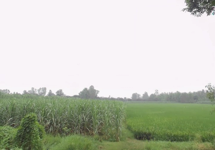 Manjhipur, Uttar Pradesh 247129, India