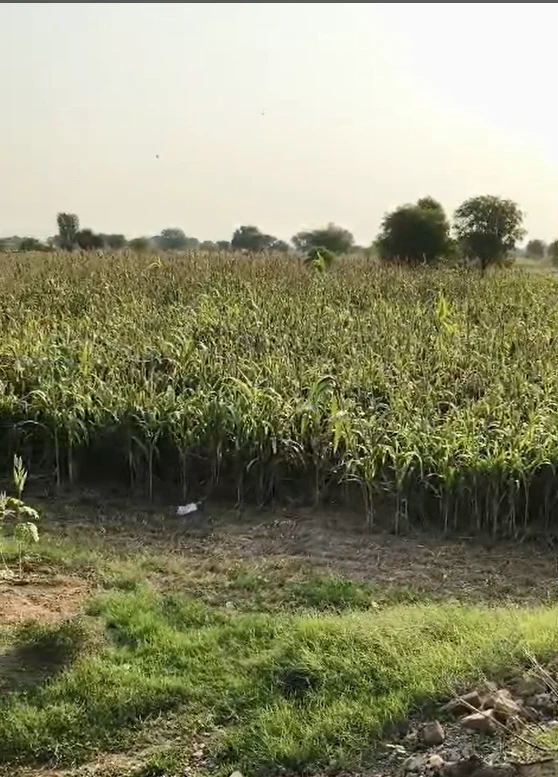 QPX6+PV Kollur, Sangareddy, Telangana, India