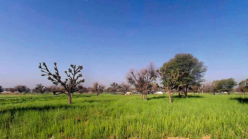 Shyami Ki Dhani, Rajasthan 332602, India preview 2