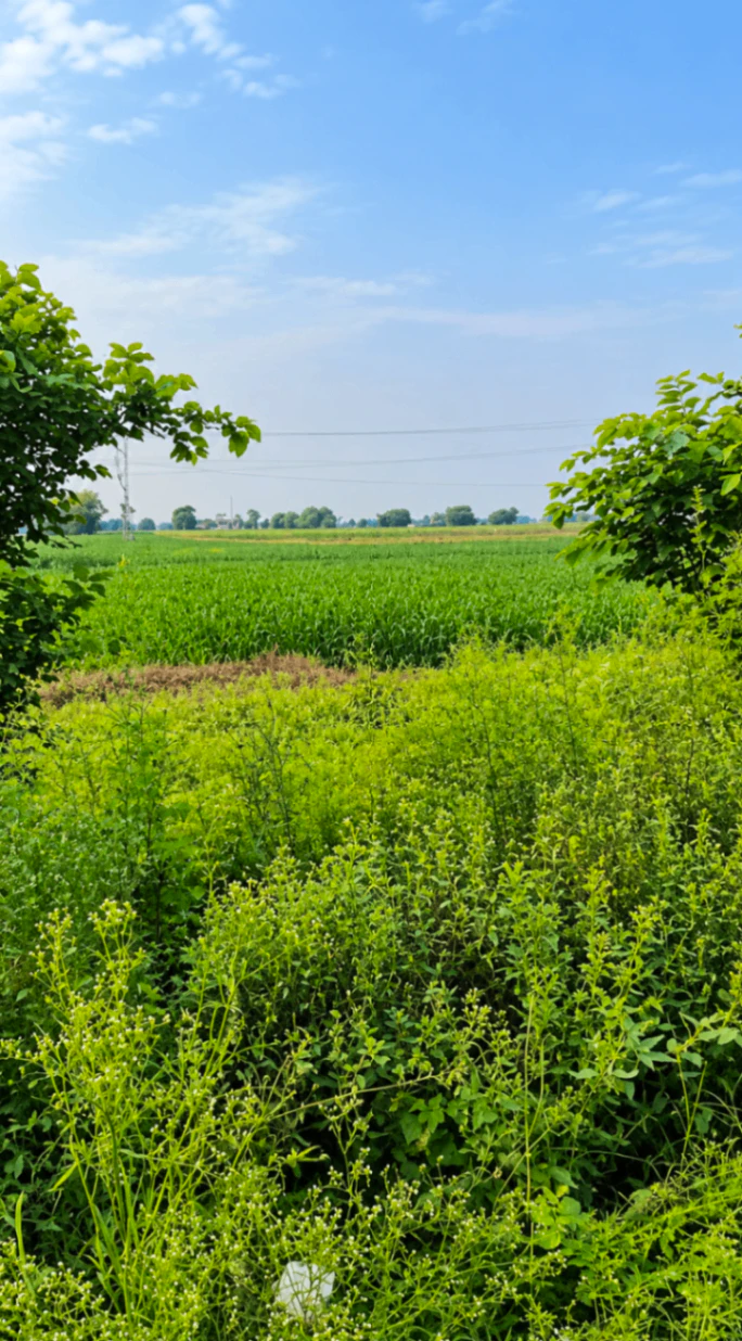 48G3+22V, Mahendragarh, Hasanpur, Haryana 123021, India