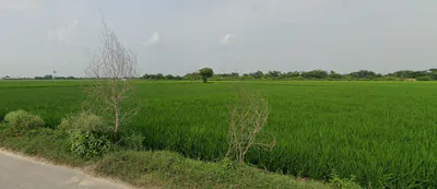 Tarapur, Punjab, India preview 3