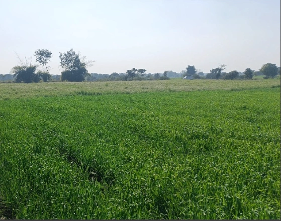 Bhawanpur, Uttar Pradesh, India
