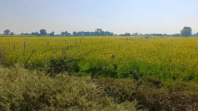 4HHC+87 Lamba Kalan, Rajasthan, India preview 2