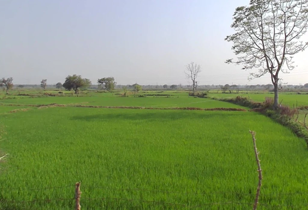 Jamgaon, Chhattisgarh 493661, India