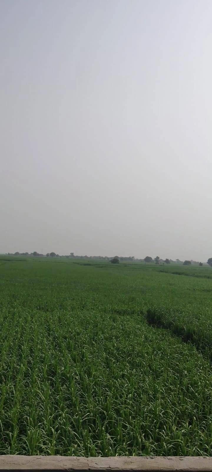 3C3R+3Q Jainuddinpur Chirchiya, Uttar Pradesh, India