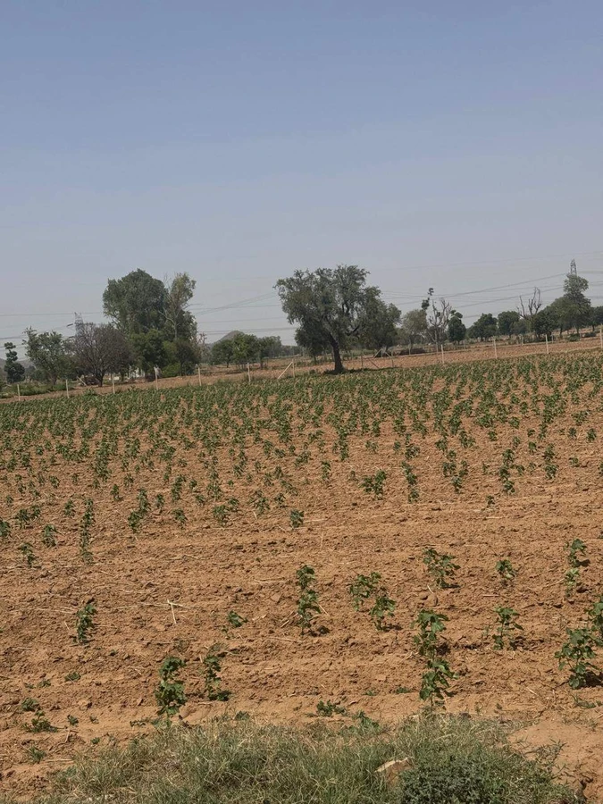 Gandoora, Rajasthan, India