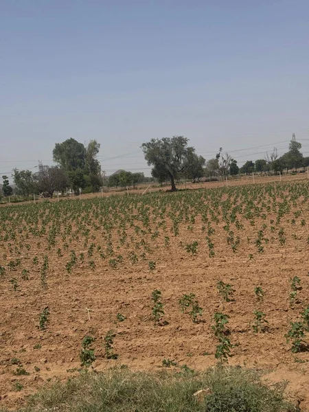 Gandoora, Rajasthan, India preview 2