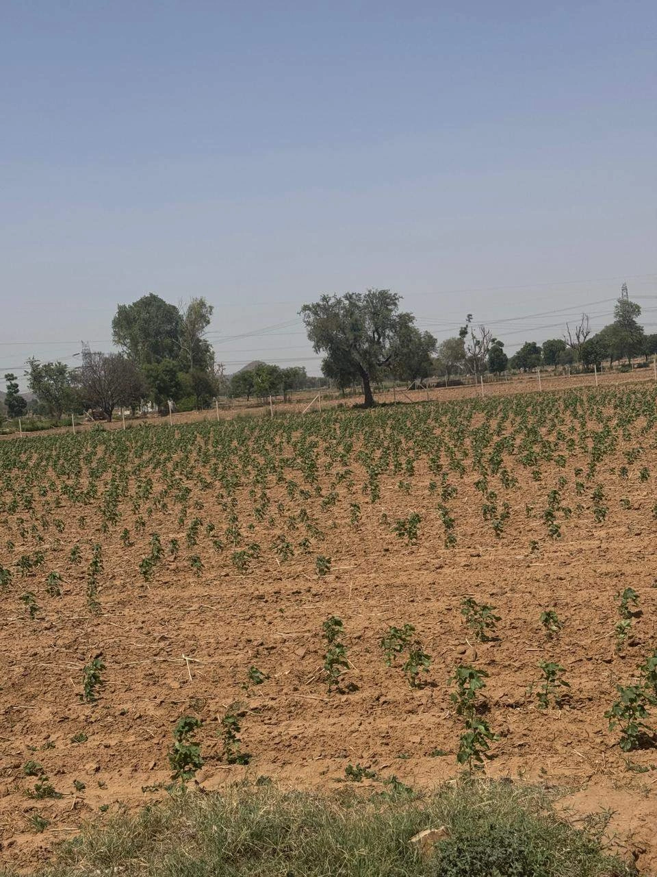 Gandoora, Rajasthan, India