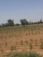 Gandoora, Rajasthan, India preview 2