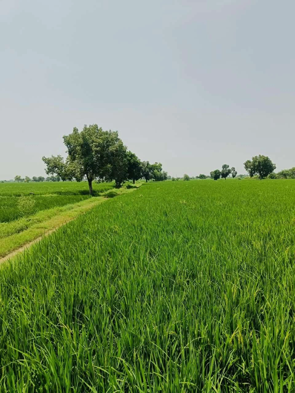 Gora, Mathura, Uttar Pradesh 281404, India
