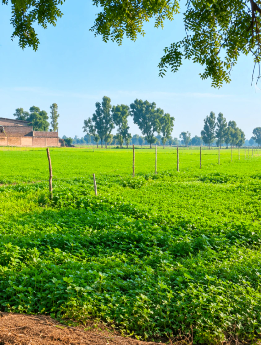 PPGR+759, Mathura, Tentigaon, Uttar Pradesh 281202, India - Photo 3