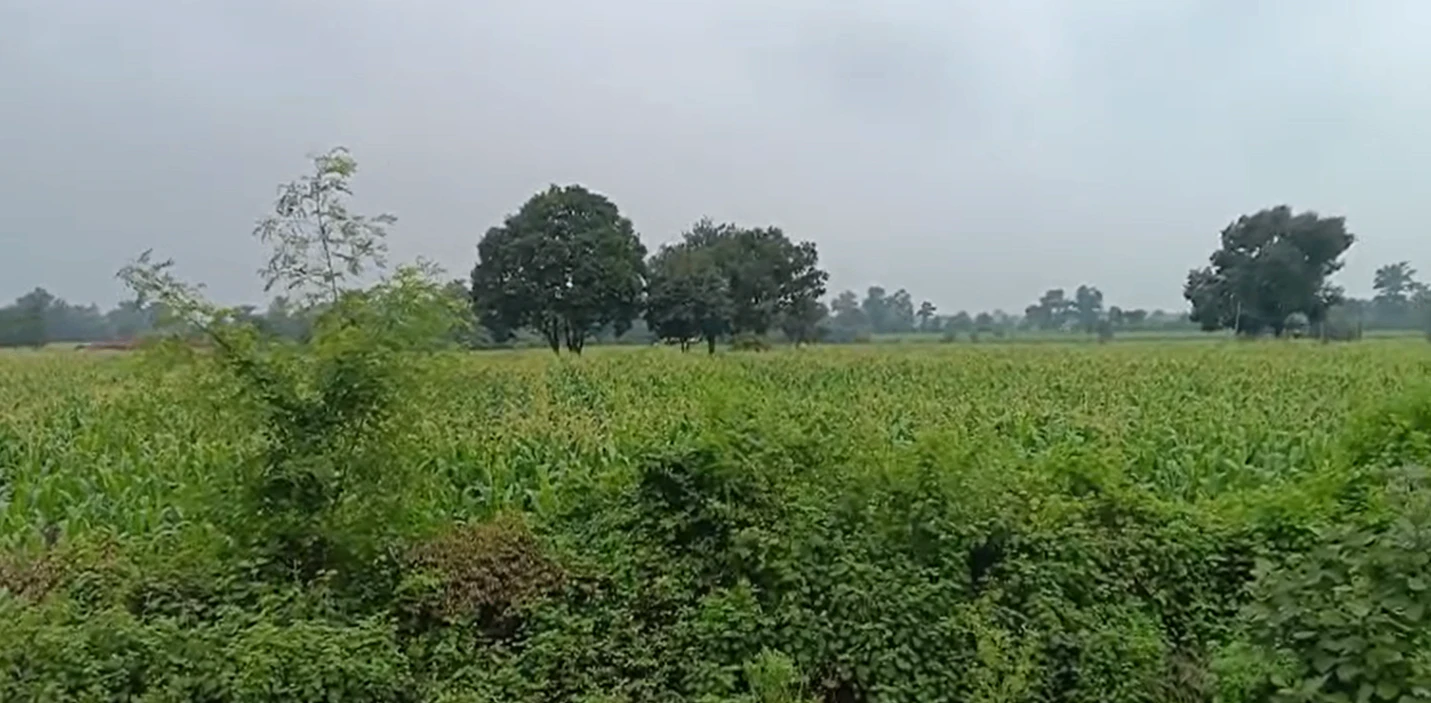 Pipalia Bazyaft, Sehore, Madhya Pradesh 466446, India