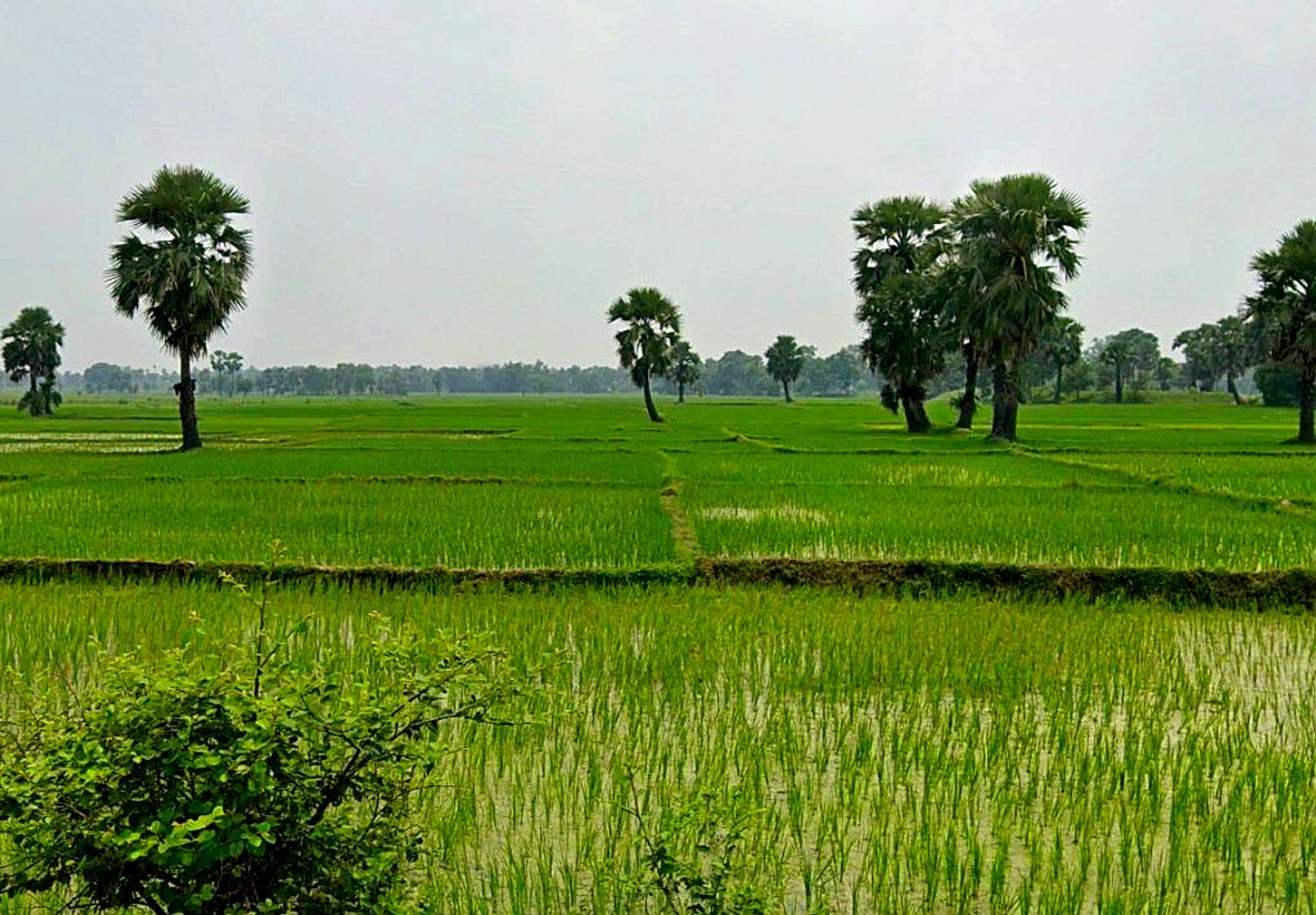 Beejadahi, Chhattisgarh 491993, India