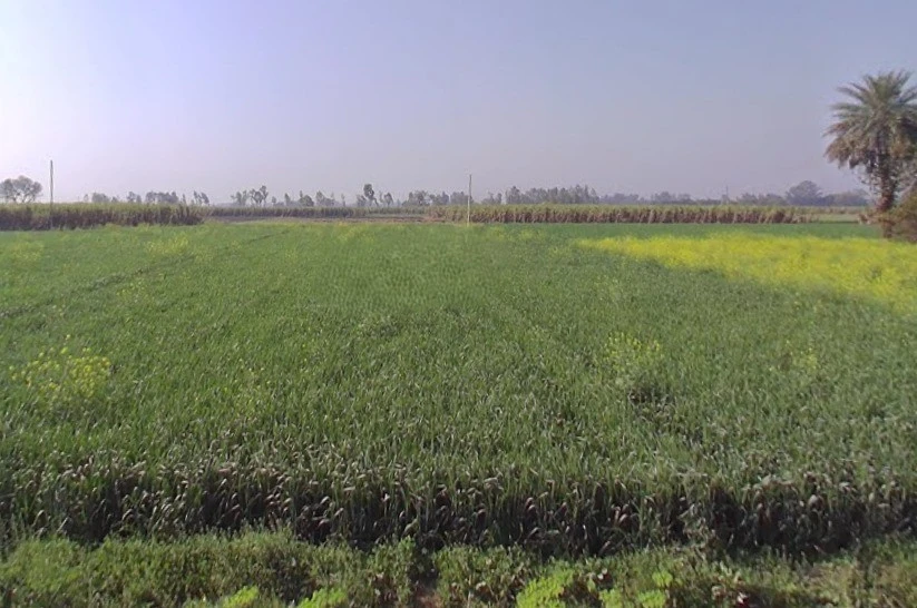 Mawana, Uttar Pradesh, India