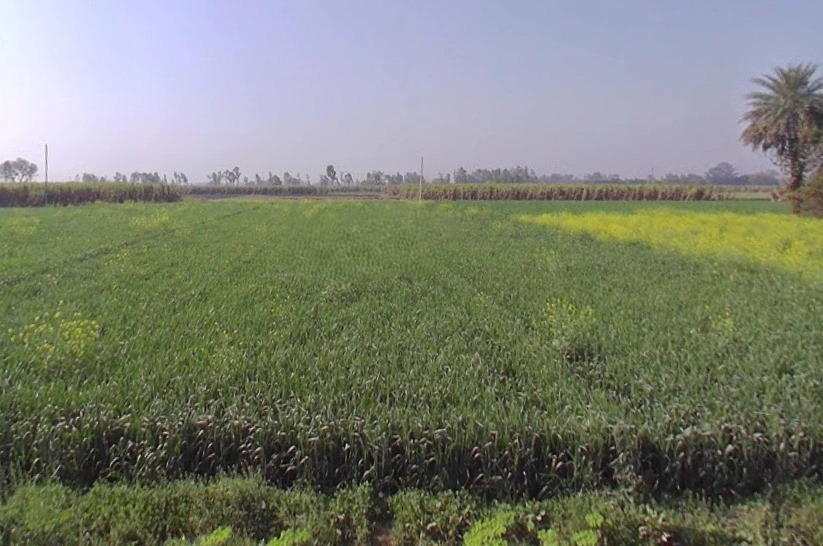 Mawana, Uttar Pradesh, India