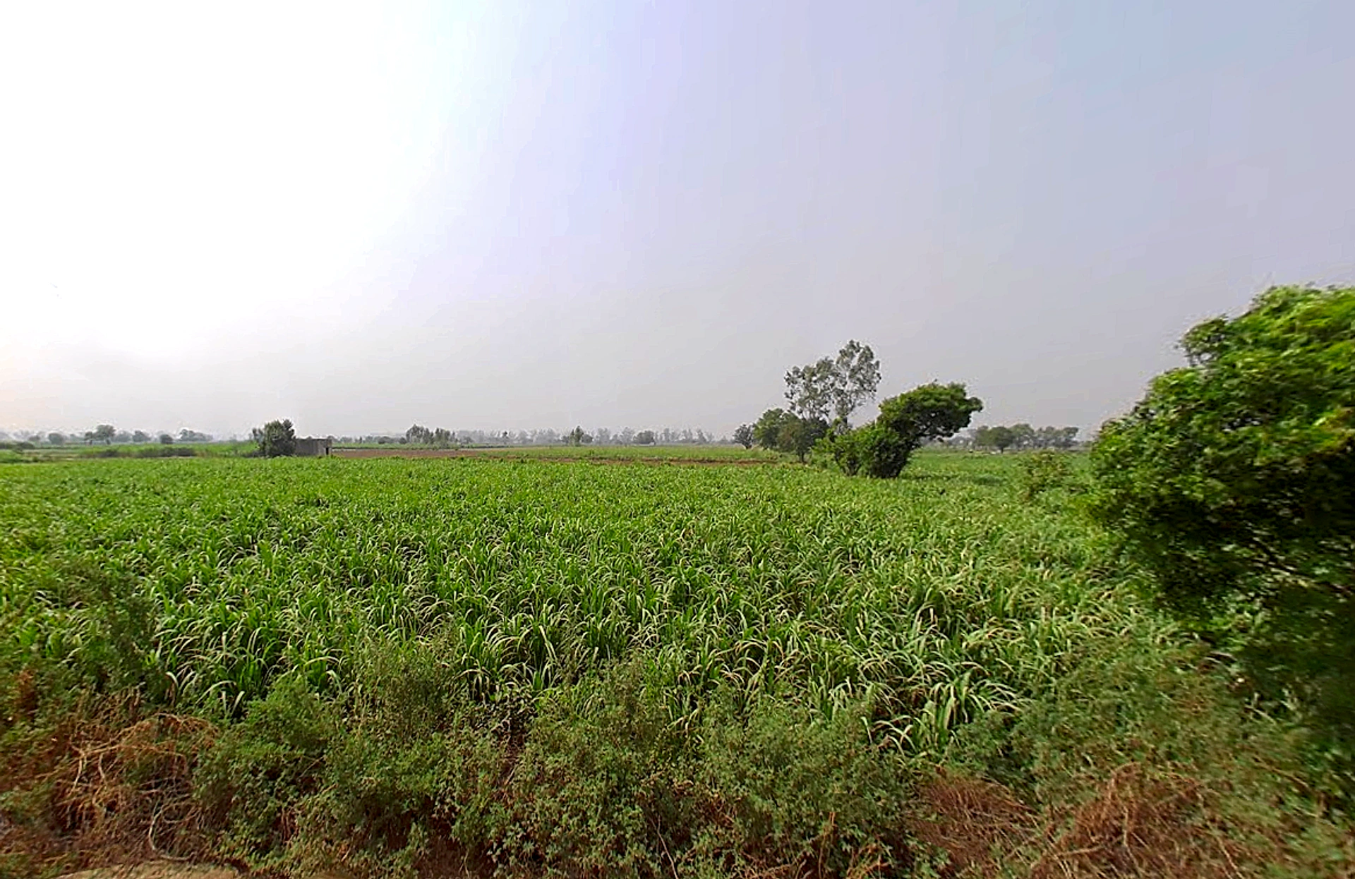 Butana, Haryana 131302, India