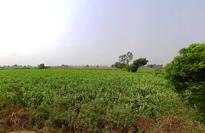 Butana, Haryana 131302, India preview 2