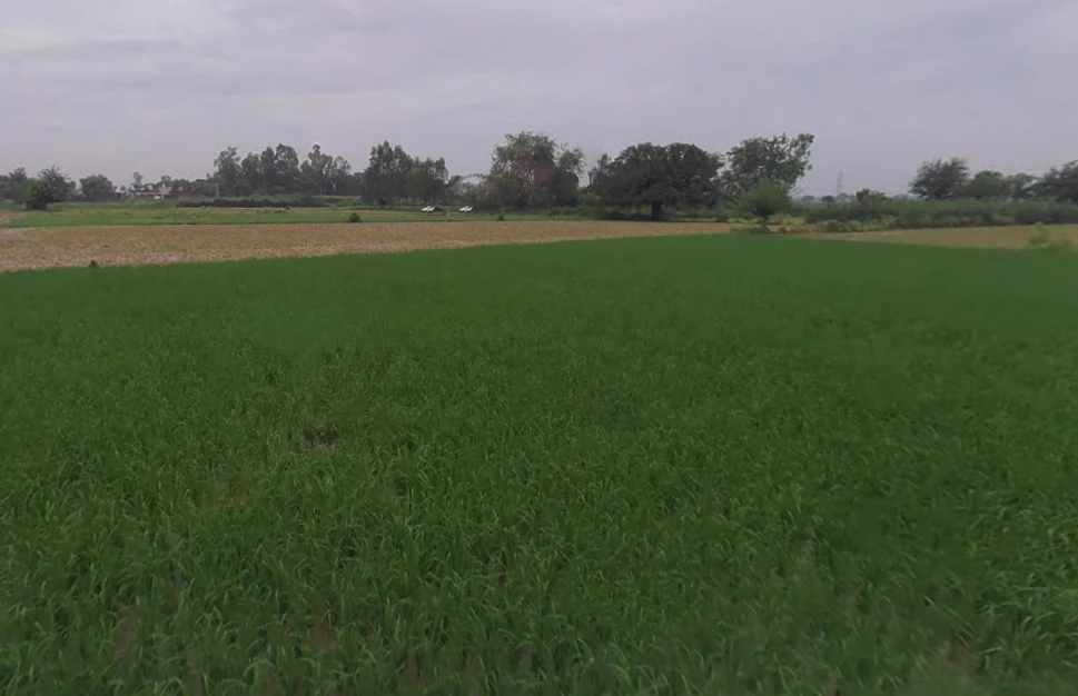 Bahjoi Dehat, Uttar Pradesh 244410, India