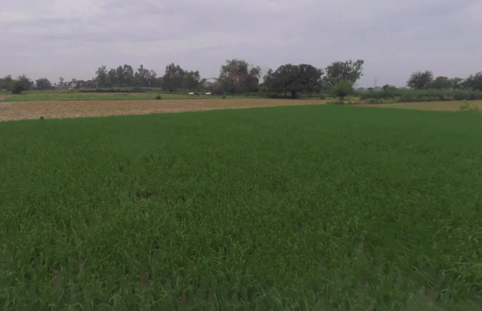 Bahjoi Dehat, Uttar Pradesh 244410, India