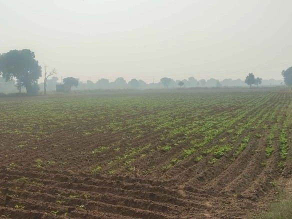QXXH+PG8, Fatehpur, Aurei, Uttar Pradesh 212622, India - Photo 2