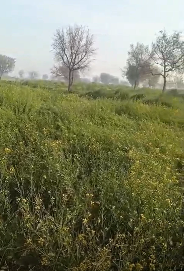 Dhahlavas, Rajasthan 301001, India