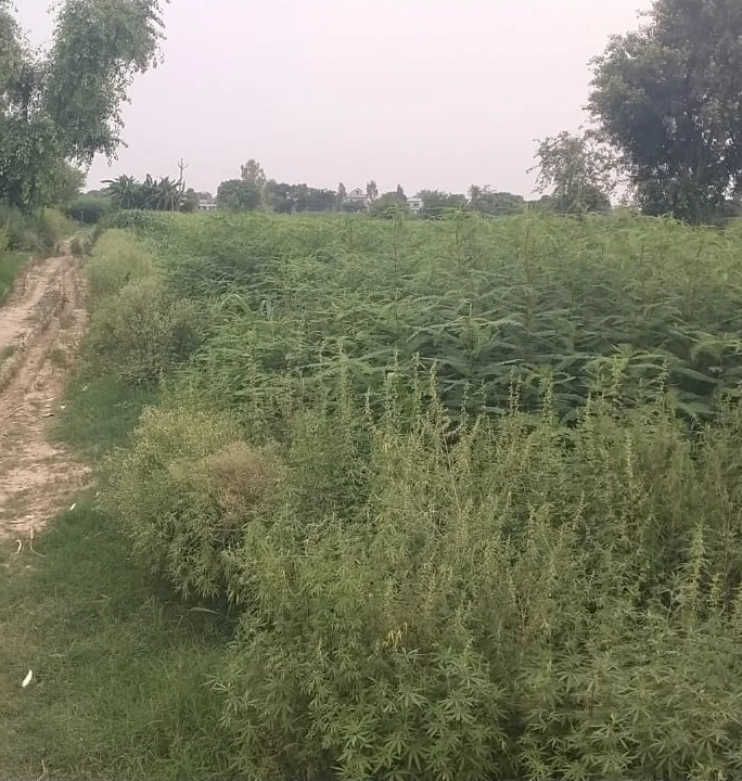 PJ52+XRF, Mathura, Naugaon, Uttar Pradesh 281404, India