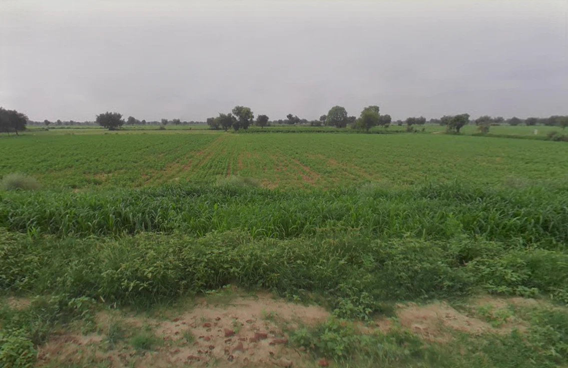 Budak, Haryana 125004, India