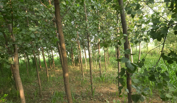 R6RX+93 Salar-Pura, Saharanpur, Uttar Pradesh, India