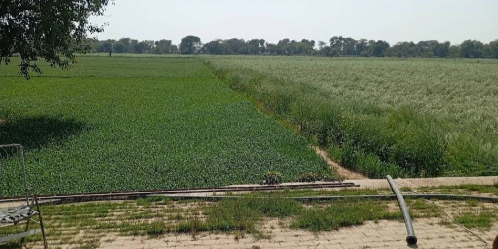 6H59+VQM, Rewari, Khargwas, Haryana 123401, India