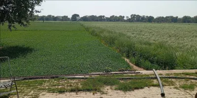 6H59+VQM, Rewari, Khargwas, Haryana 123401, India preview 3