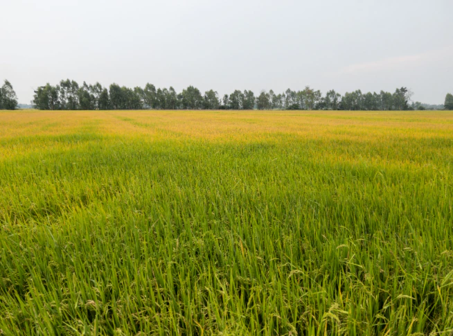 Atrauli, Uttar Pradesh, India