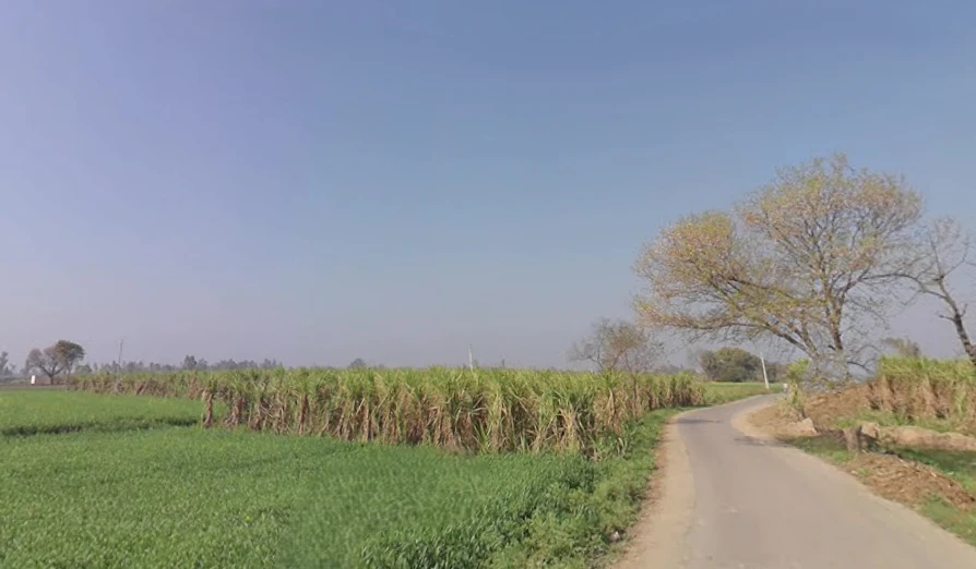 Mawana, Uttar Pradesh, India