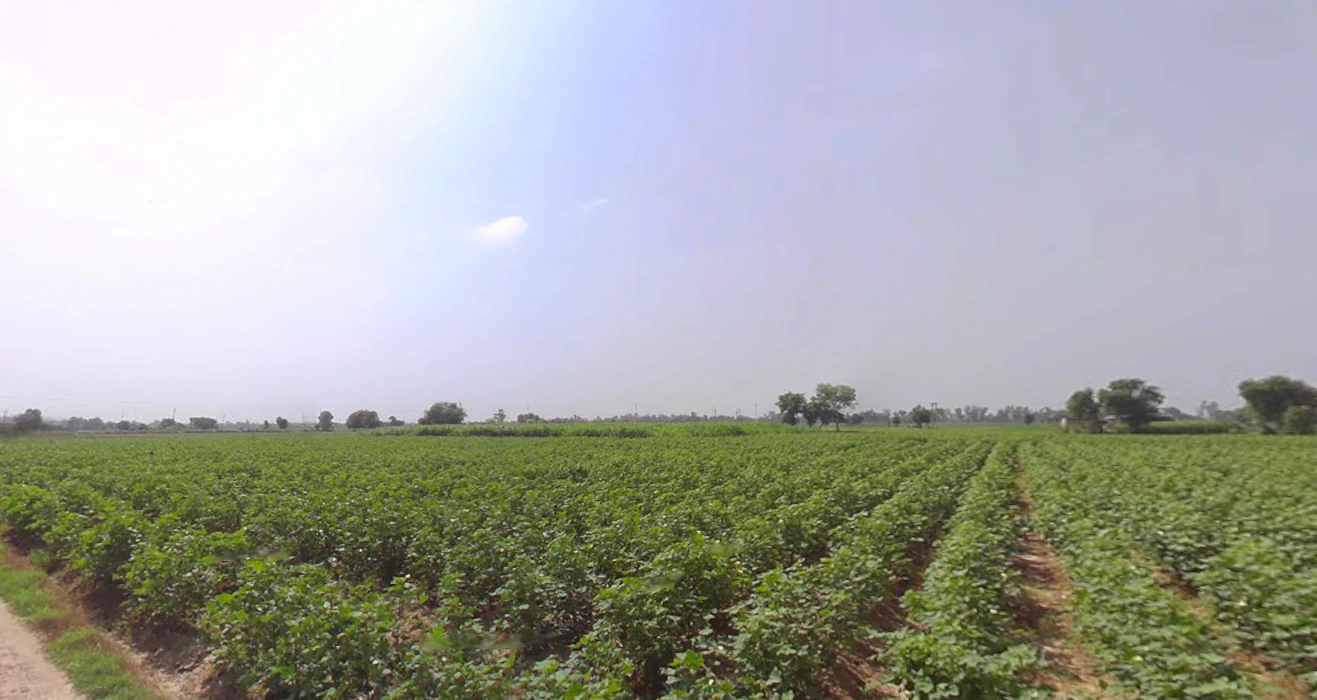 Ellenabad, Haryana 125102, India